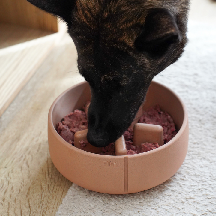 Solution for a Dog That Eats Too Fast: Riff’s Story