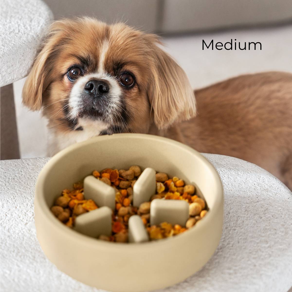 A medium sized dog with the camel brown medium slow feeder bowl