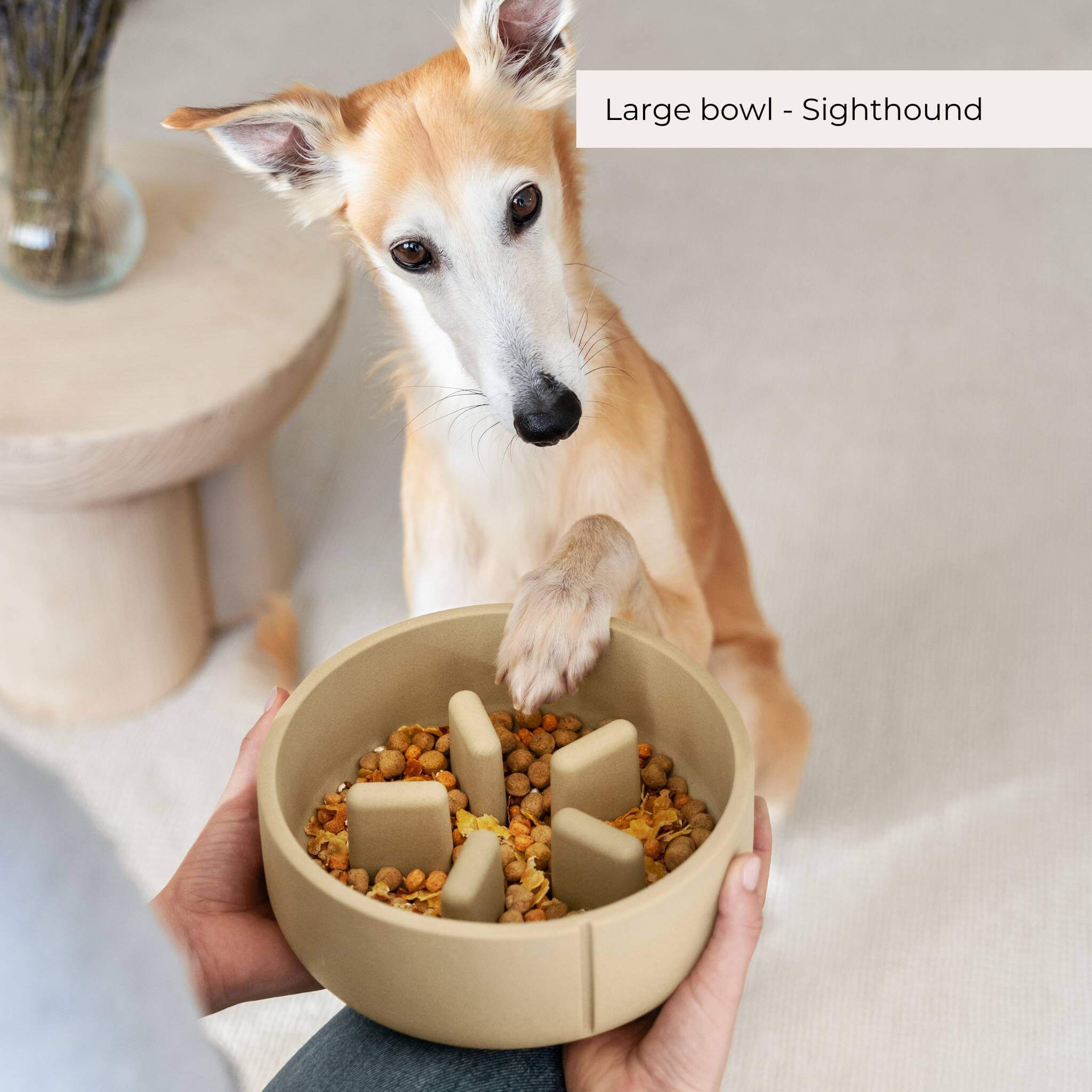 Slow Feeder Bowls - 2024 Collection