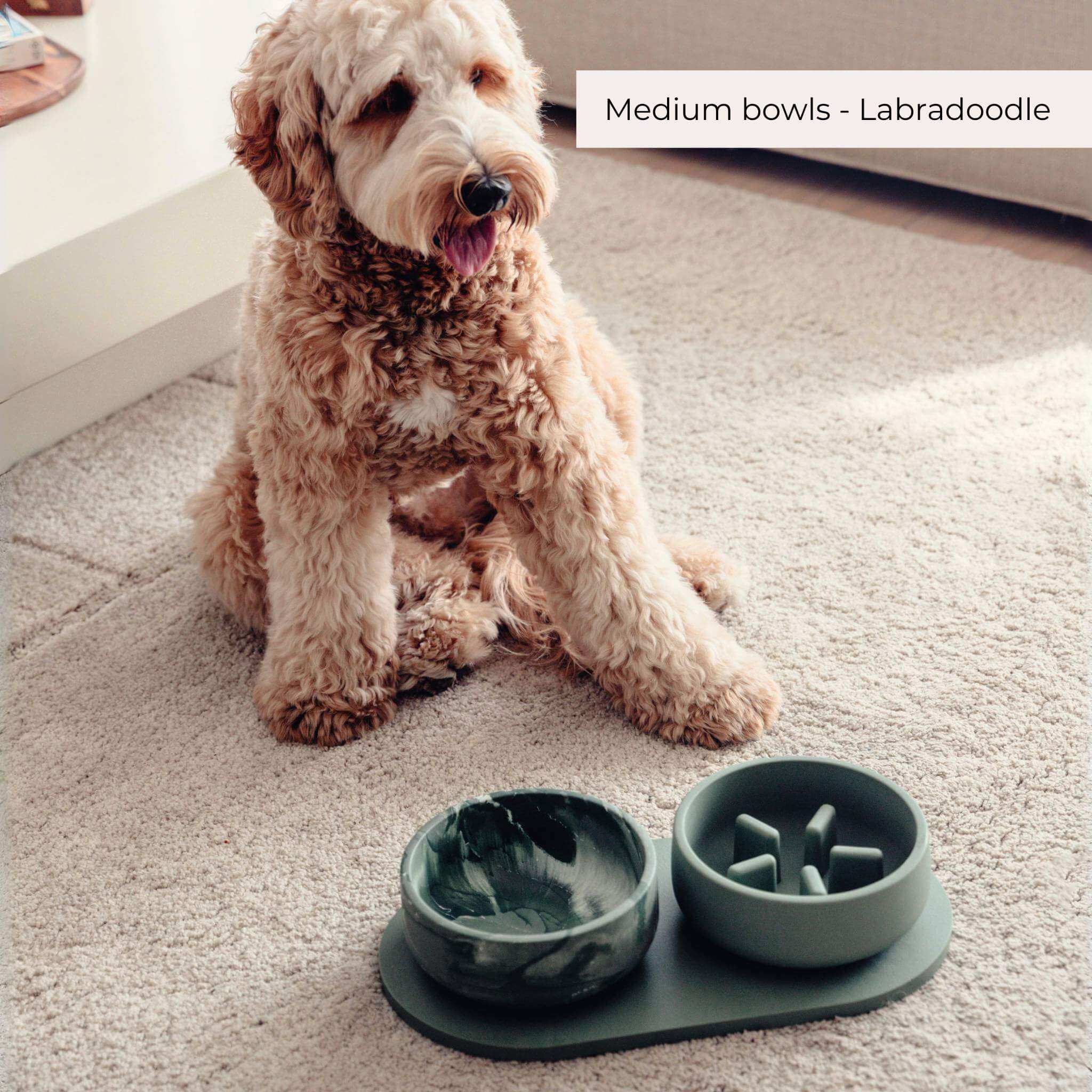 Slow Feeder Bowls - 2024 Collection