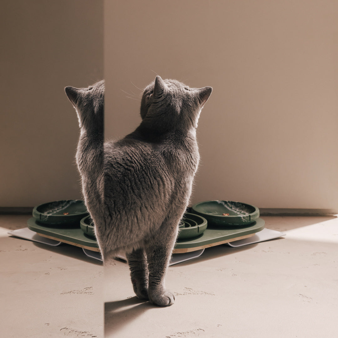 Grey cat drinking from a raised green PINO bowl set