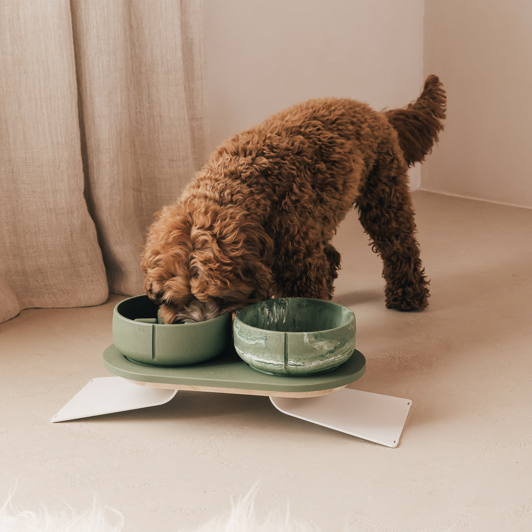 Hond met krullende vacht eet van een verhoogd PINO Plateau met twee Classic Voerbakken, een met marmereffect