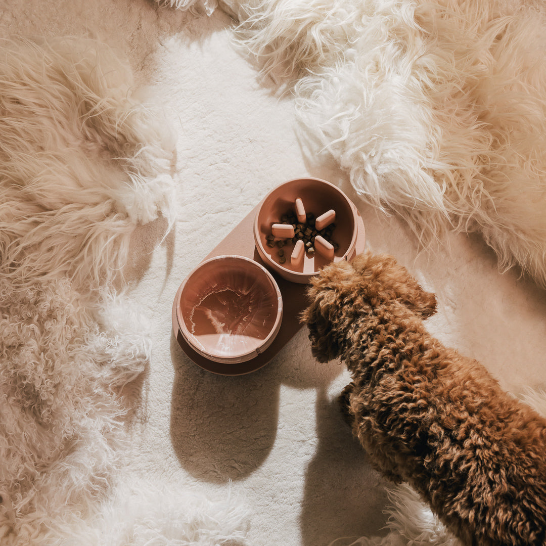Terracotta PINO bowls on a soft rug with a dog sniffing at the edge of the frame