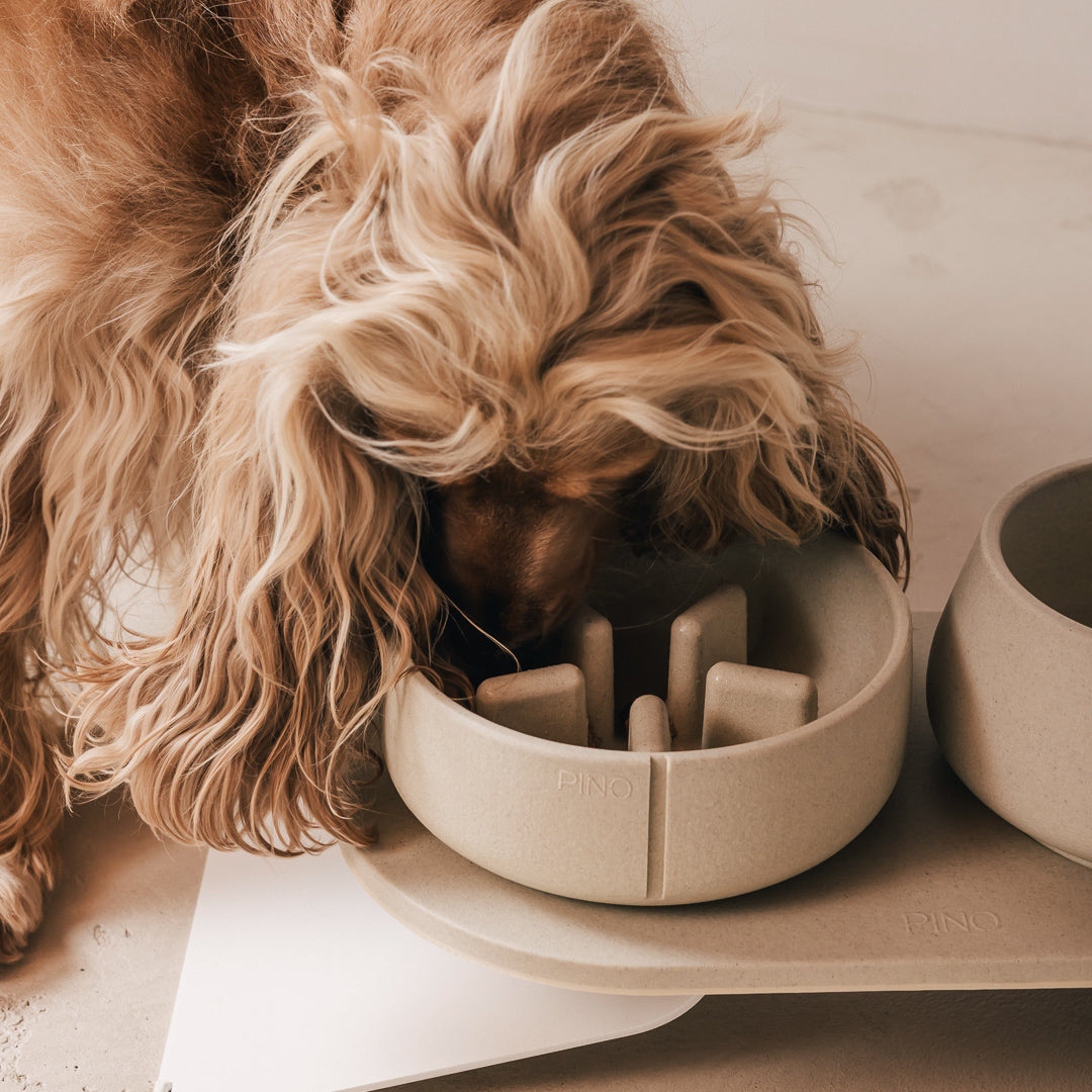 Long-haired dog eating from a PINO Slow Feeder Bowl on a raised Tray