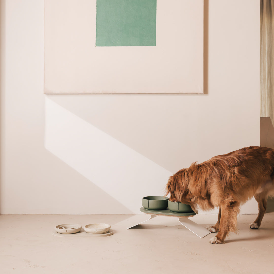Dog eating from a raised PINO set, with a PINO cat set on the floor beside it