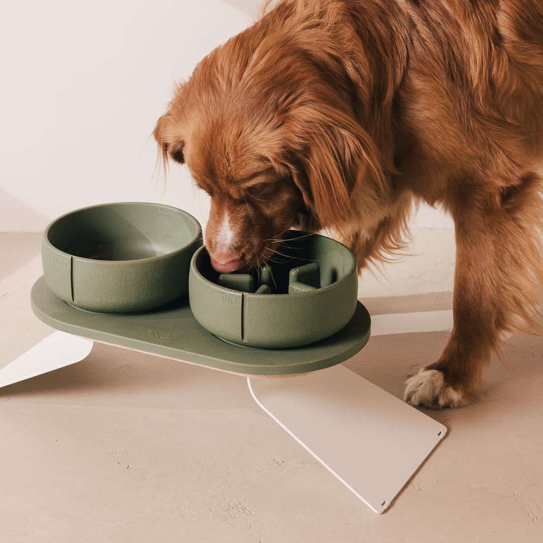 Long-haired brown dog eating from a green slow feeder bowl on a raised tray extension