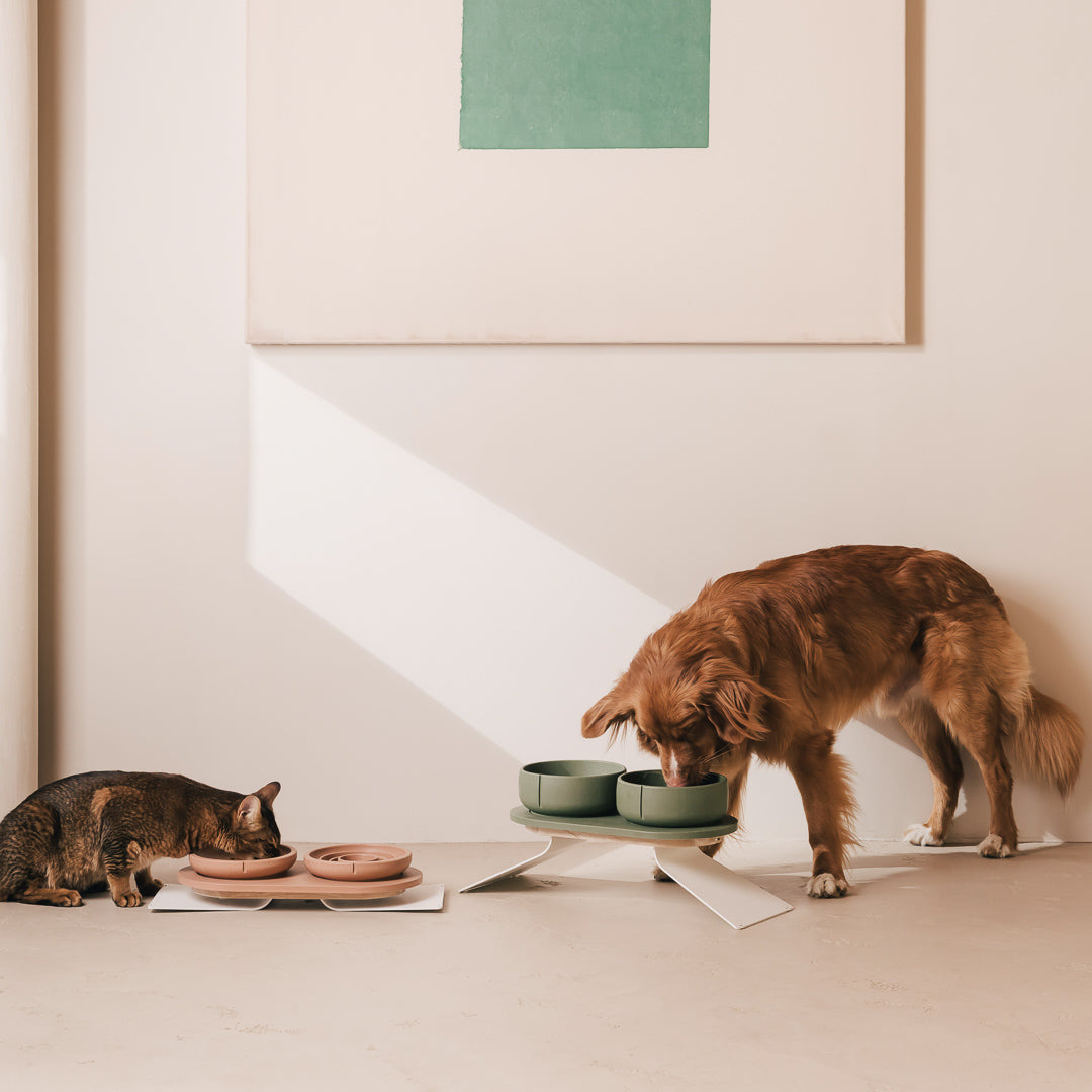 Dog eating from a green raised feeder while a tabby cat eats from a floor-level terracotta set