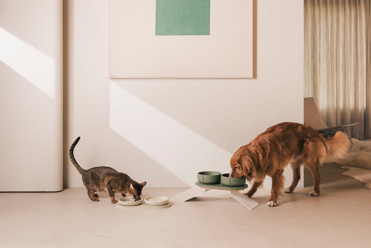 Een kat en een hond die eten uit PINO voerbakken