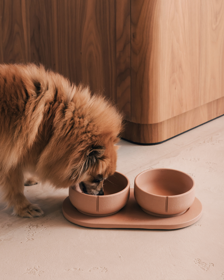 Valentine's day: How to melt your dog or cat's heart?