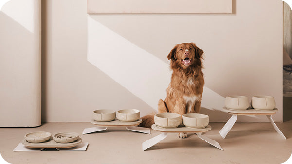 From Puppy to Senior: How Diet Changes with Age