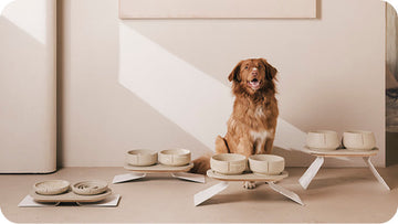 From Puppy to Senior: How Diet Changes with Age