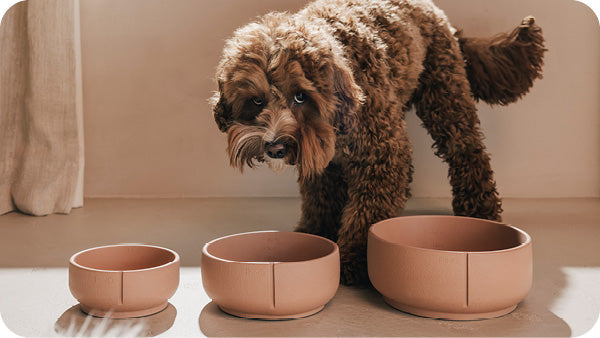 My dog or cat won’t eat anymore. What should I do?