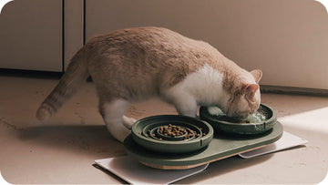The most forgotten reason why your cat avoids her food bowl.