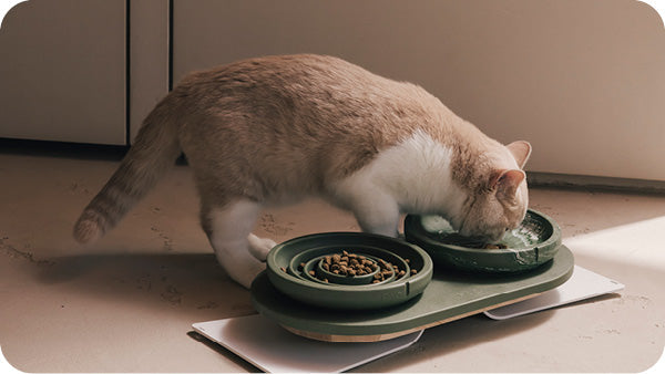 The most forgotten reason why your cat avoids her food bowl