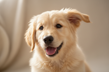 How to Determine the Right Portion of Dog Food for Your Large Dog