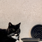 Classic Feeder Bowls