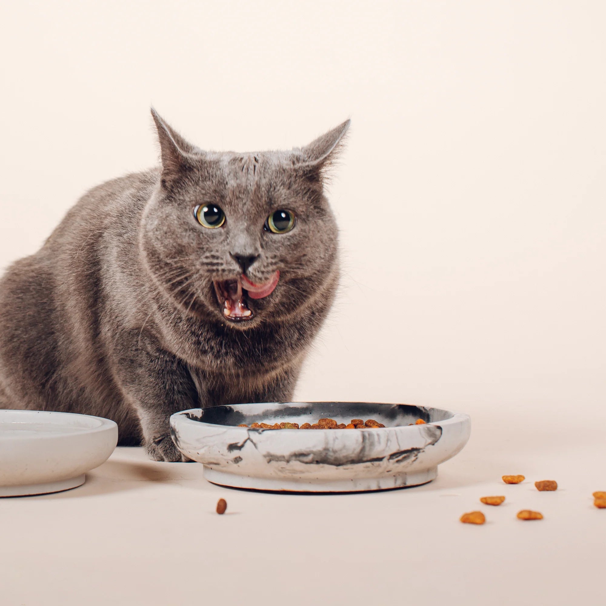 Whisker Friendly Bowls - 2024 Collection