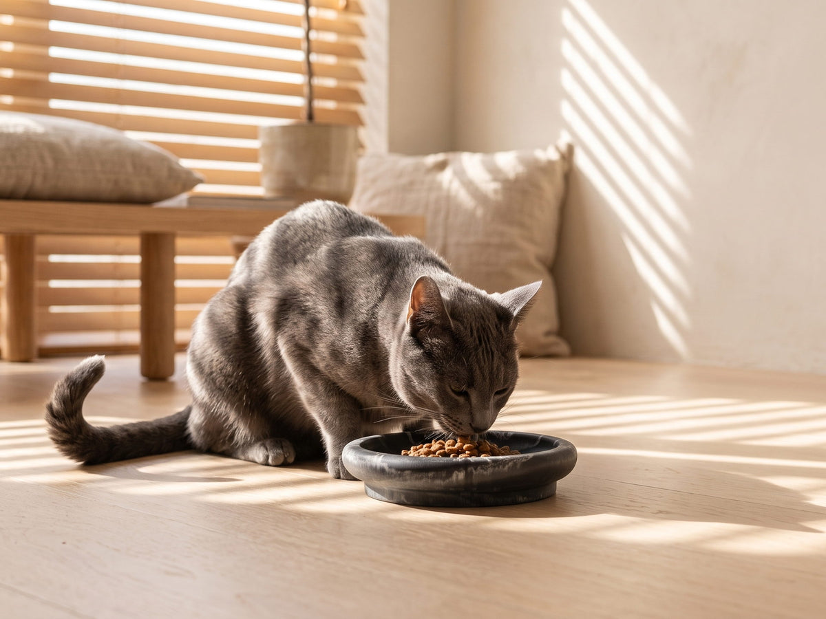 Een grijze kat eet uit een zwarte Black Panther Snorhaarvriendelijke Voerbak