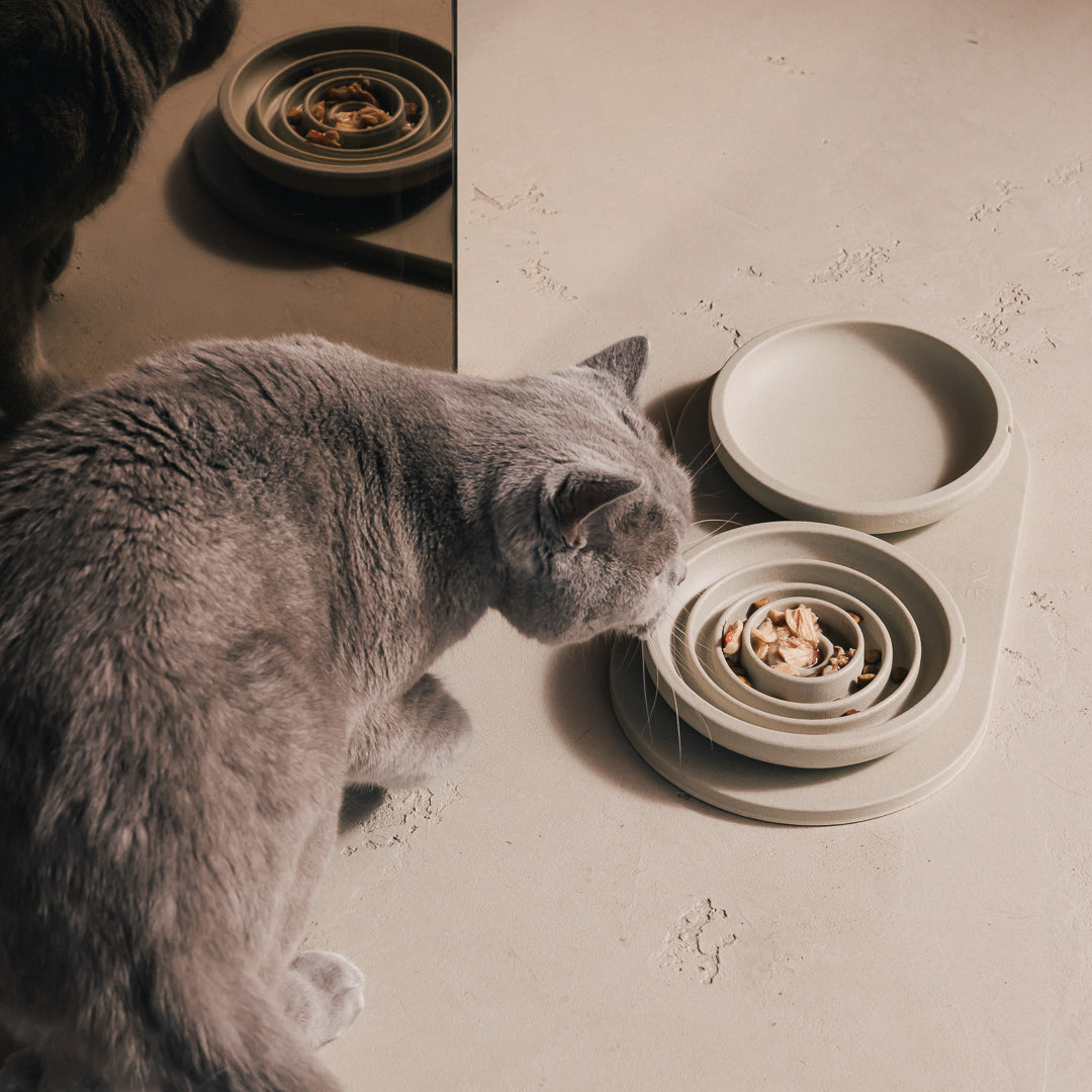 Grijze kat eet uit een PINO Anti-Schrok Voerbak voor katten op een Plateau met een Snorhaarvriendelijke Voerbak