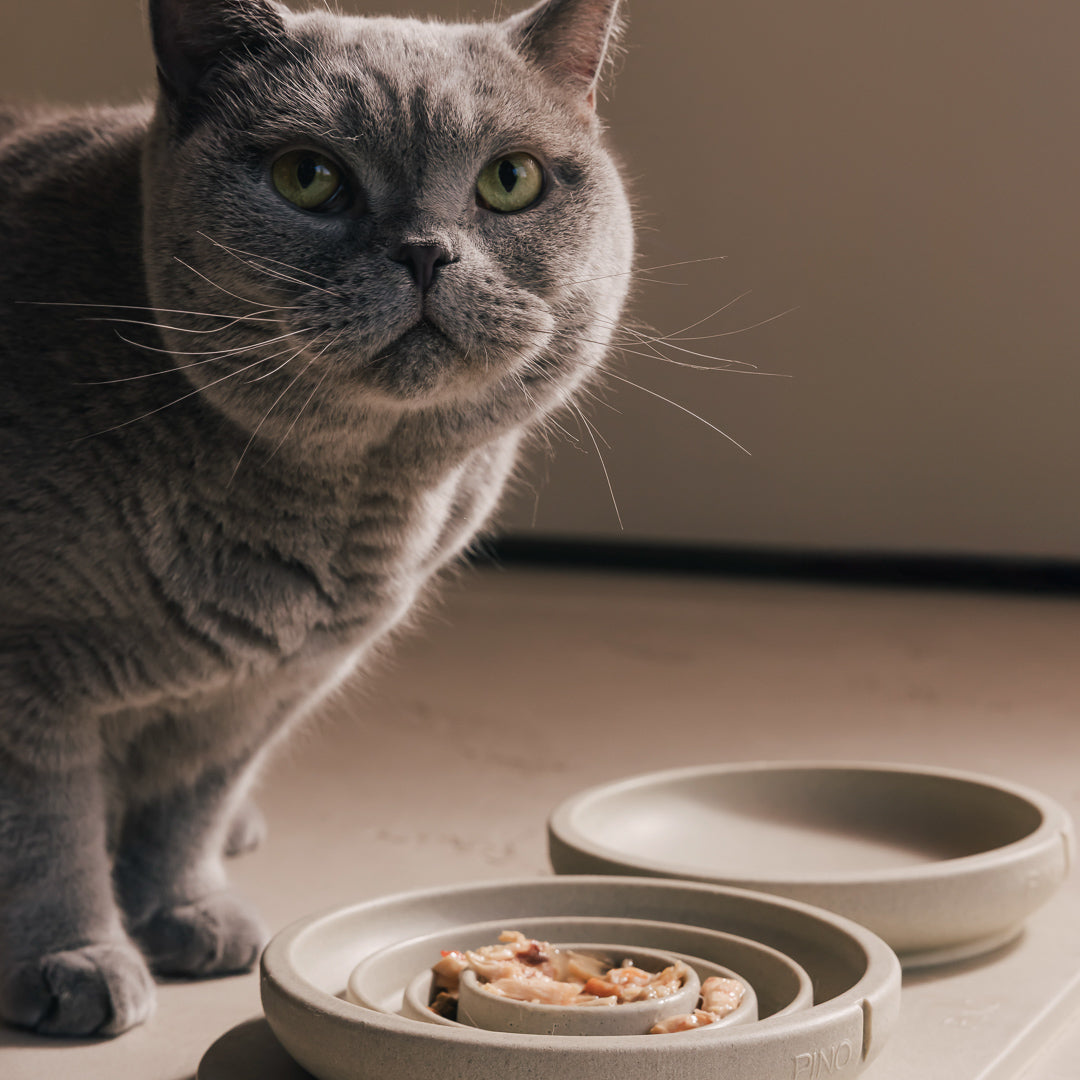 Grijze kat naast een PINO Anti-Schrok Voerbak voor katten en Snorhaarvriendelijke Voerbak