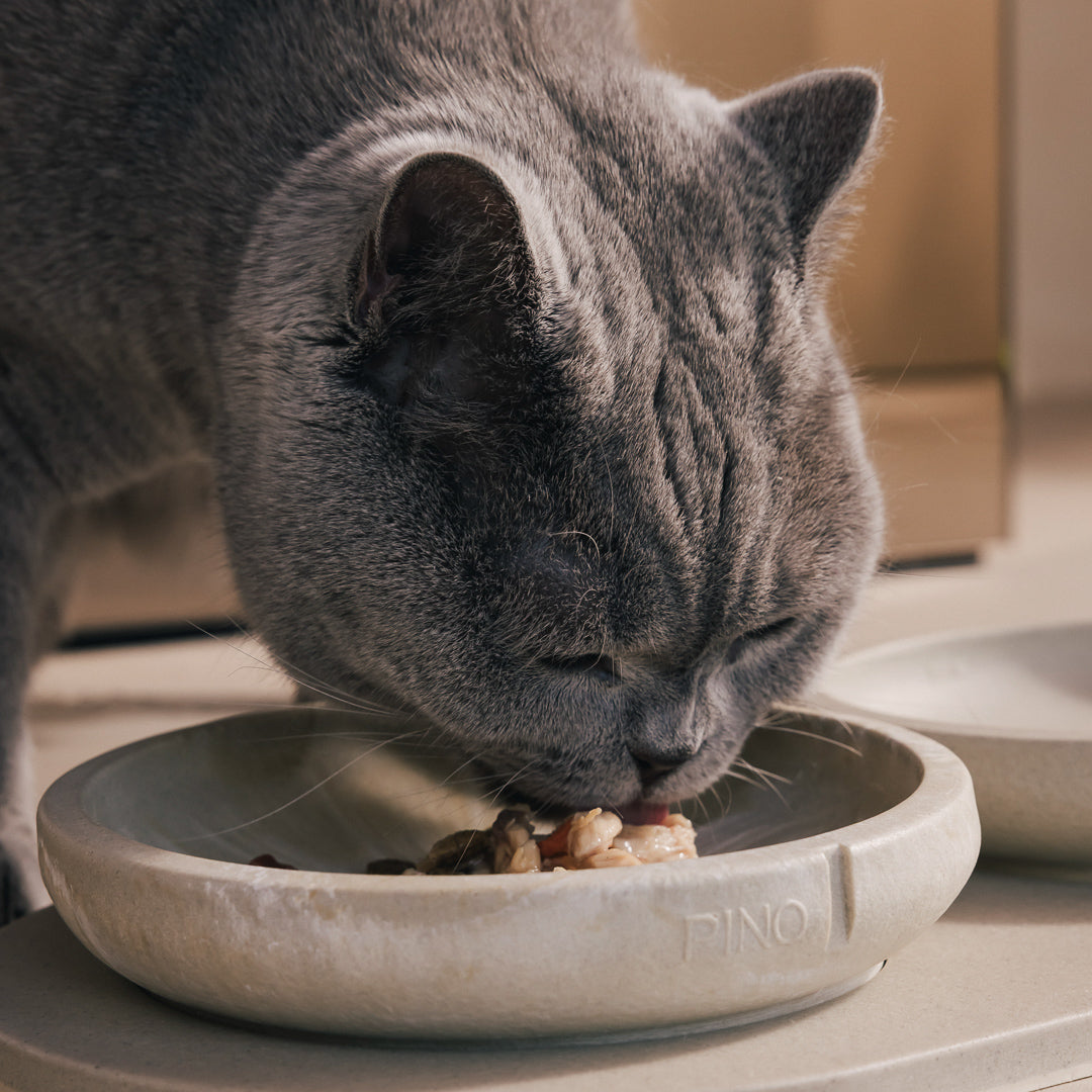 Grijze kat eet uit een PINO Snorhaarvriendelijke Voerbak