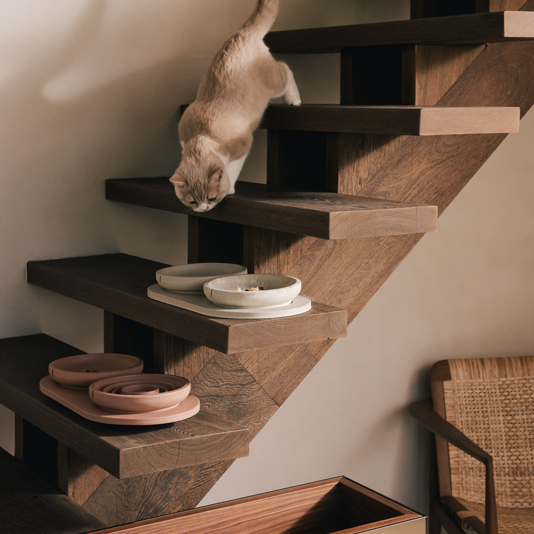 Kat loopt de trap af naar PINO kattenvoerbakken op Plateaus op de treden