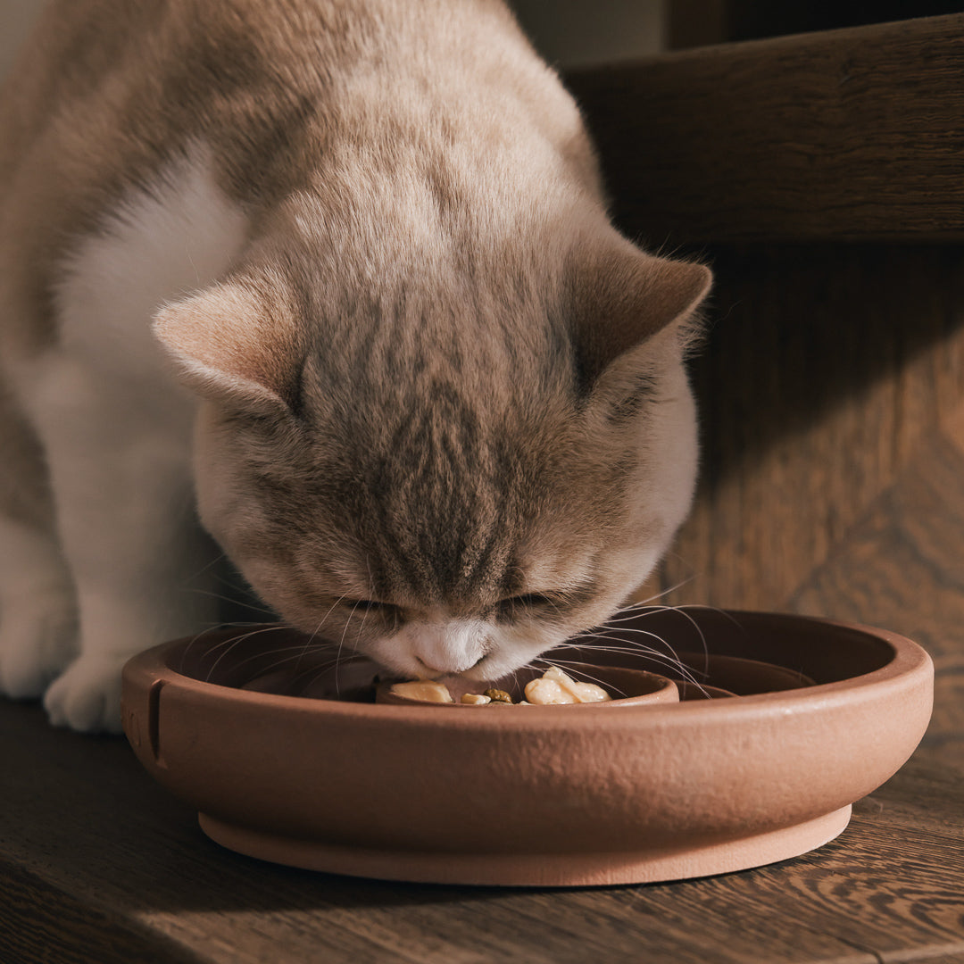 Kat eet uit een PINO Snorhaarvriendelijke Voerbak op een houten trede