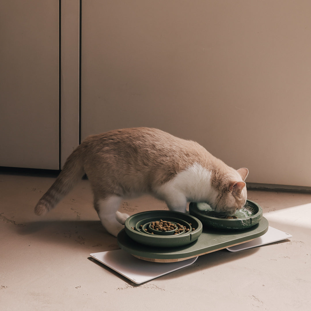 Cat drinking from green PINO bowls on a floor-level plateau with white steel base plates