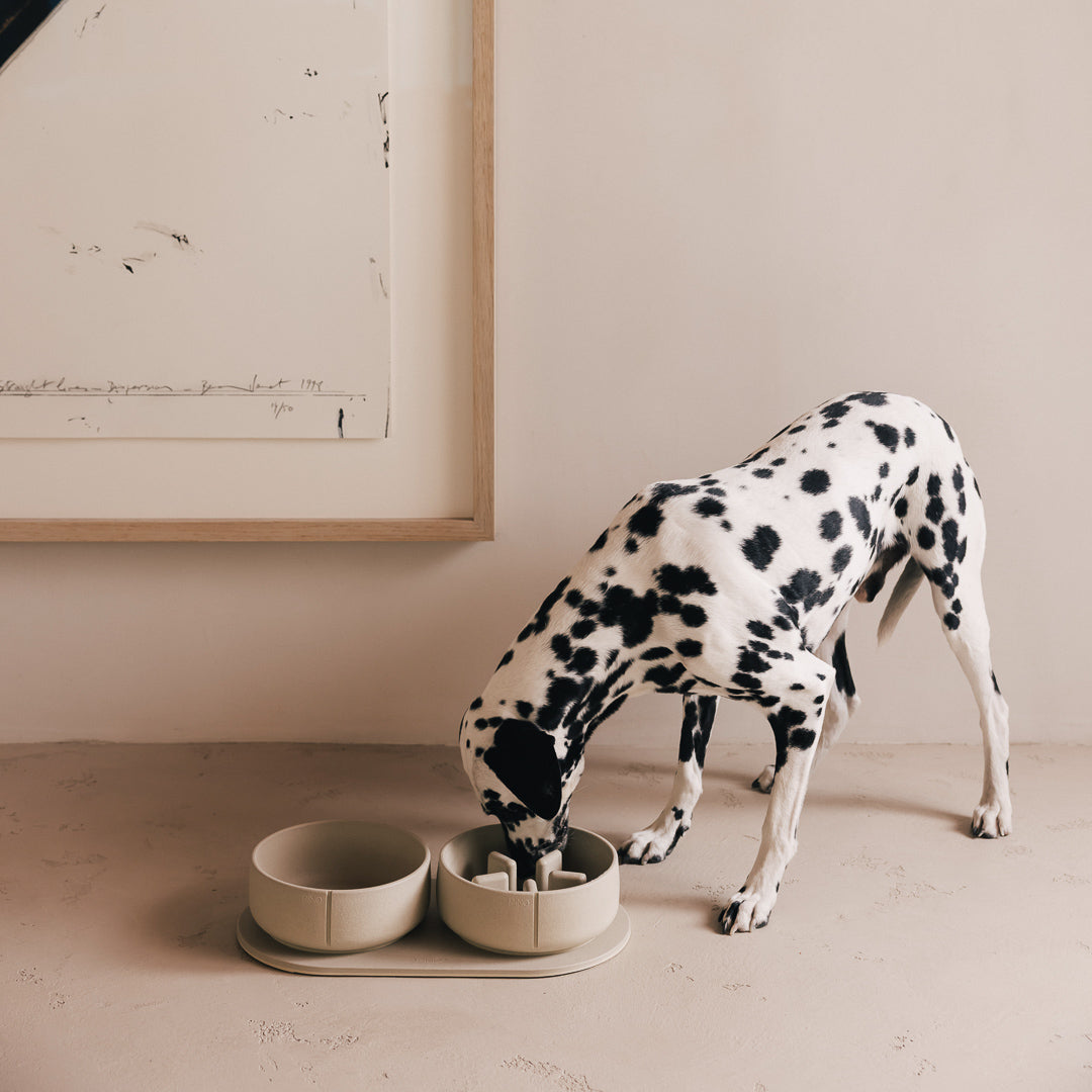 Dalmatiër eet uit een PINO Anti-Schrok Voerbak op een Plateau naast een Classic Voerbak
