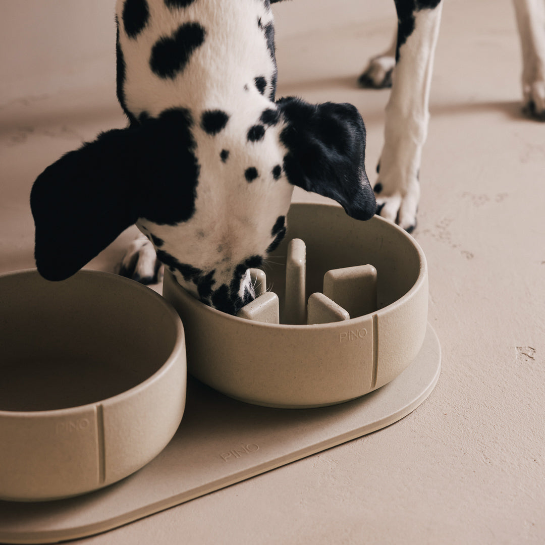 Dalmatiër eet uit een PINO Anti-Schrok Voerbak op een Plateau, van bovenaf gezien