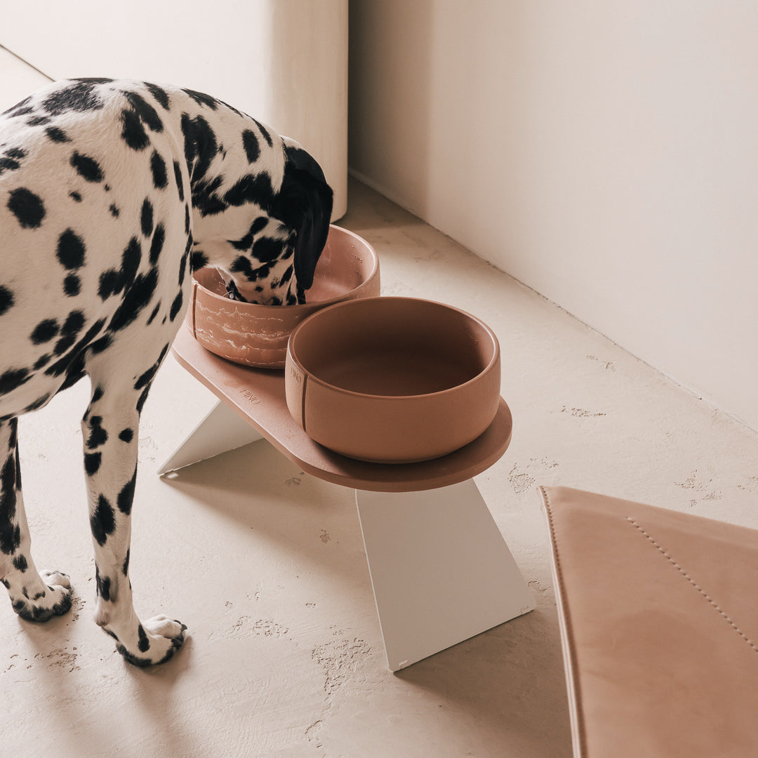 Dalmatian eating from terracotta PINO bowls on a raised Tray for Dogs