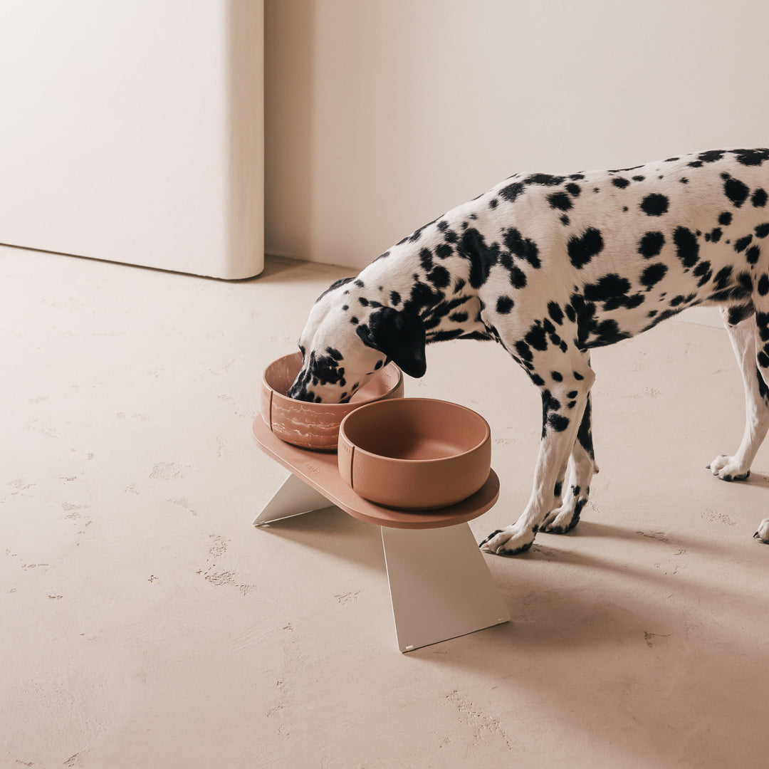 Dalmatian eating from terracotta sandstone bowls on a PINO raised tray extension with white steel legs