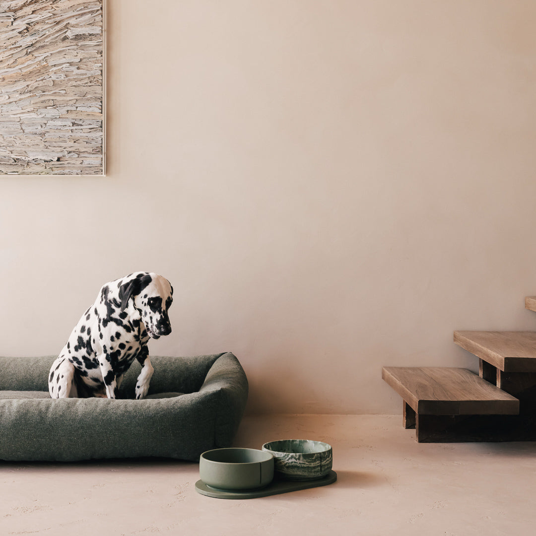 Dalmatiër stapt uit een hondenmand naar PINO Classic Voerbakken op een Plateau