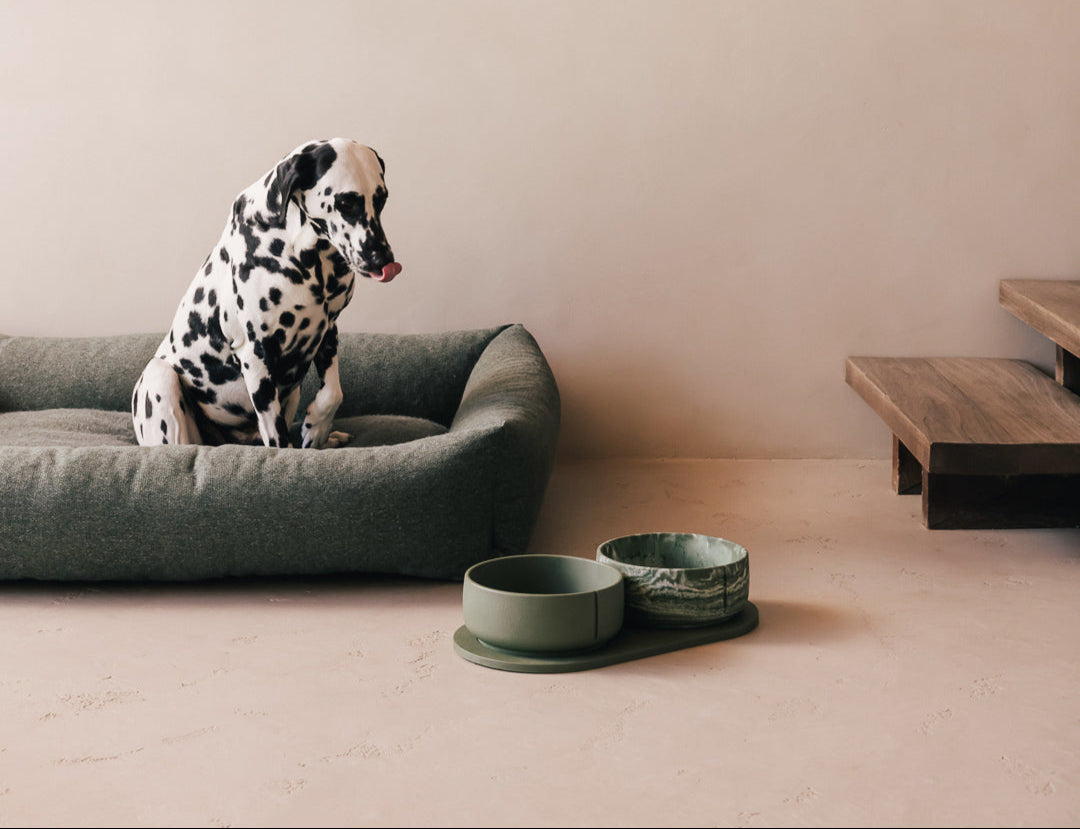 Dalmatiër zit op een hondenmand naast PINO Classic Voerbakken op een Plateau