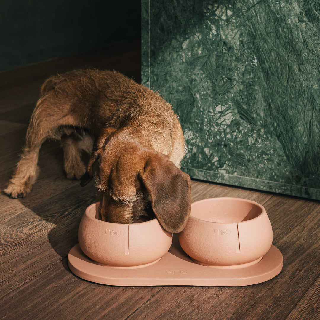 Teckel eet uit een PINO Lange Oren Voerbak op een Plateau op een houten vloer