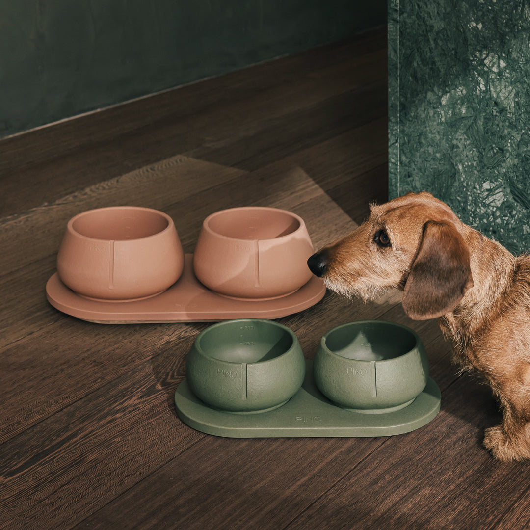 Dog eating from terracotta and green PINO bowls on a green sandstone tray on a wooden floor