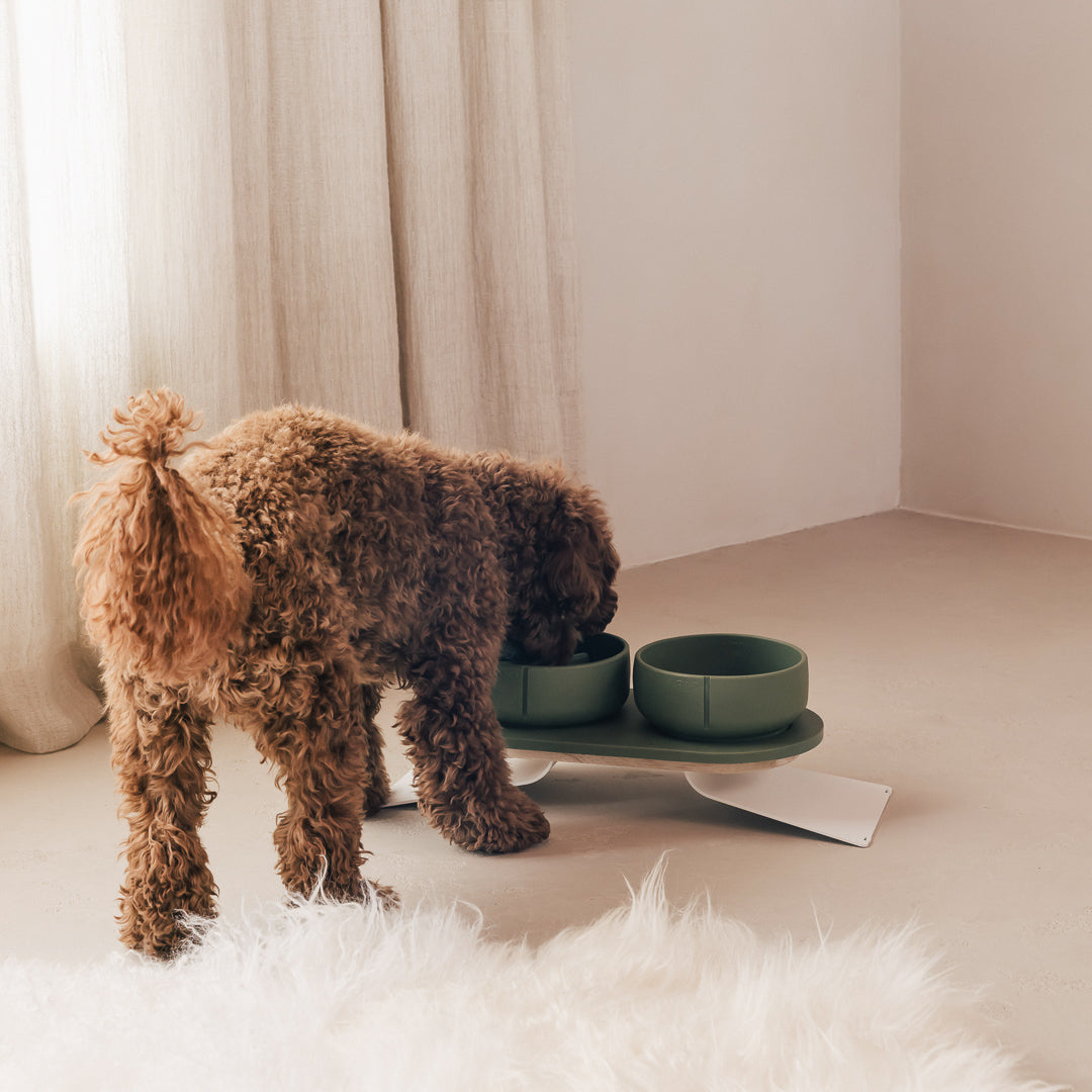 Curly-coated brown dog eating from green sandstone bowls on a raised feeder beside linen curtains