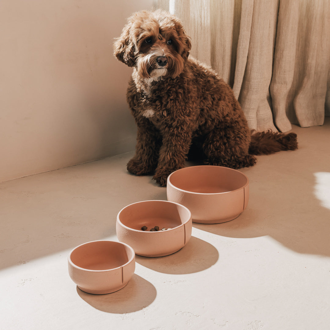Hond met krullende vacht zit achter drie PINO Classic Voerbakken in verschillende maten