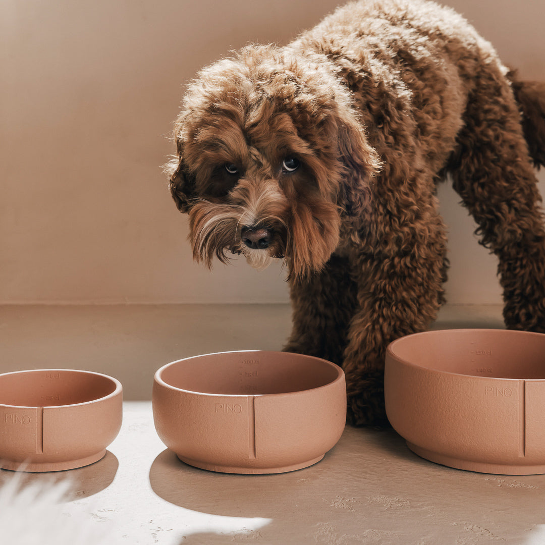 Hond met krullende vacht kijkt op achter PINO Classic Voerbakken in Small, Medium en Large