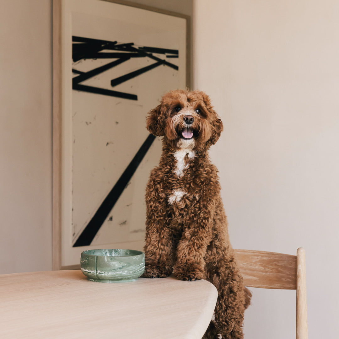 Hond met krullende vacht op een stoel aan tafel met een PINO Classic Voerbak