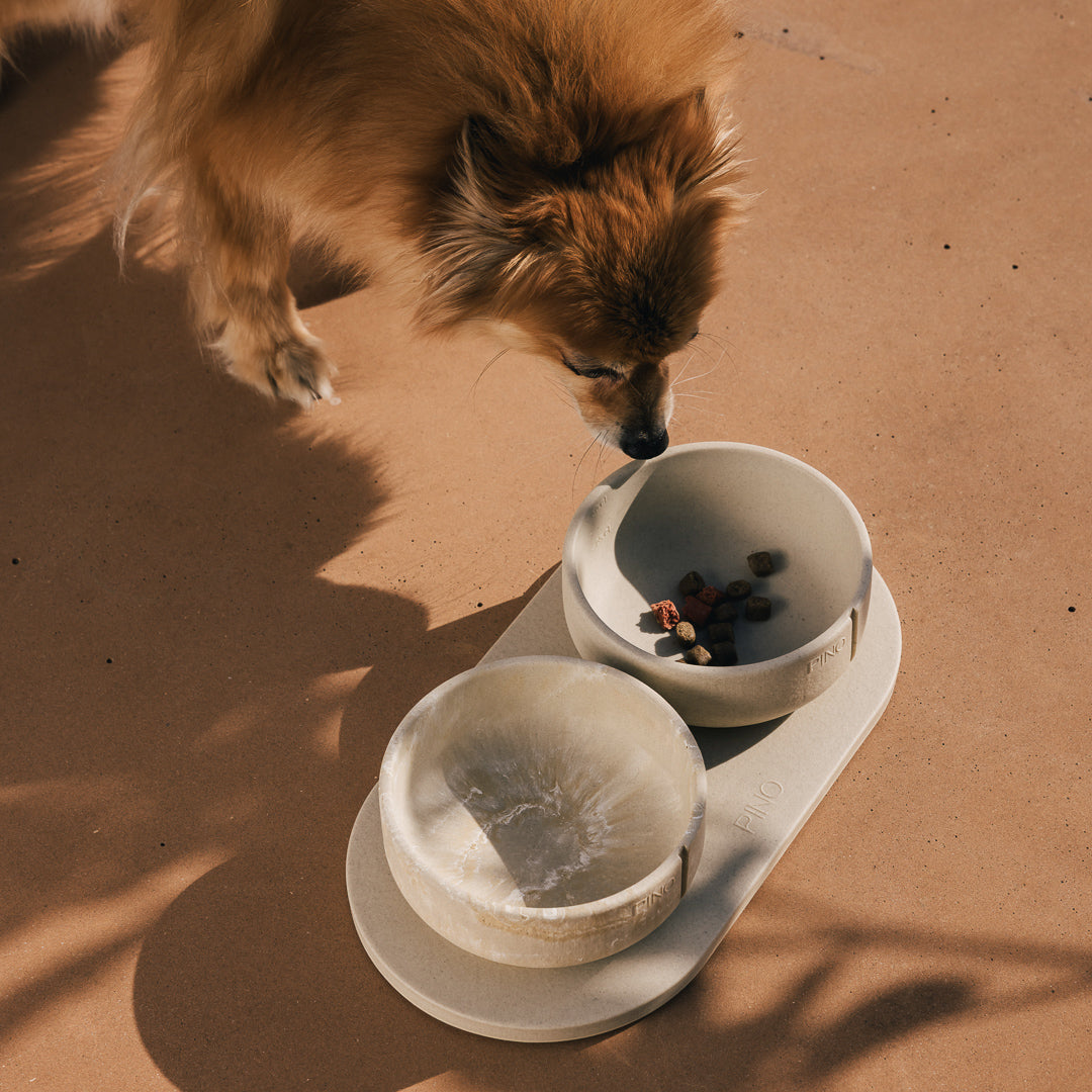 Kleine hond snuffelt aan brokjes in een PINO Classic Voerbak op een Plateau