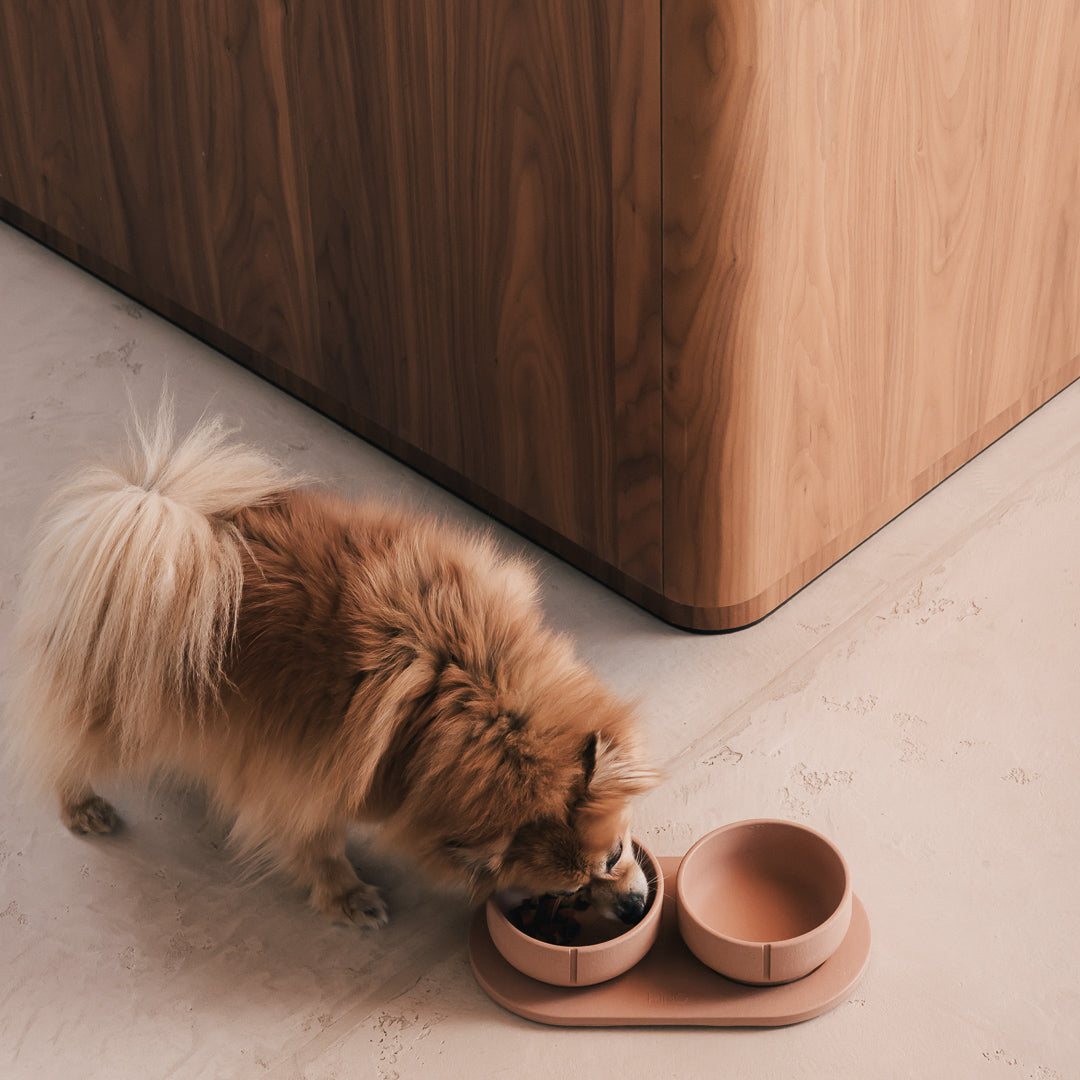 Kleine hond eet uit een PINO Classic Voerbak op een Plateau op een lichte vloer
