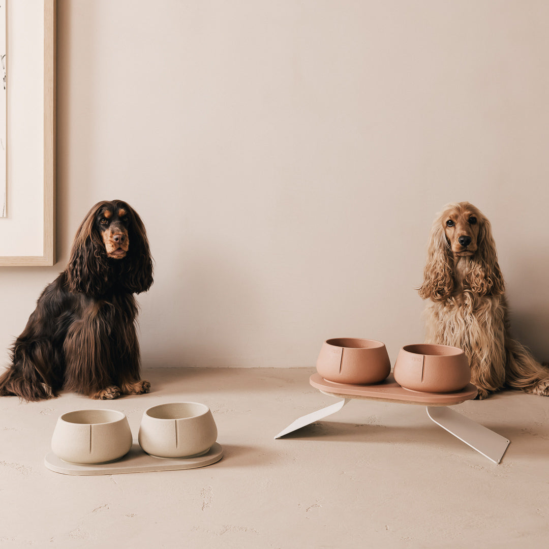 Twee Cocker Spaniels bij een PINO set op de vloer en een verhoogde set met Verhoging voor Plateau