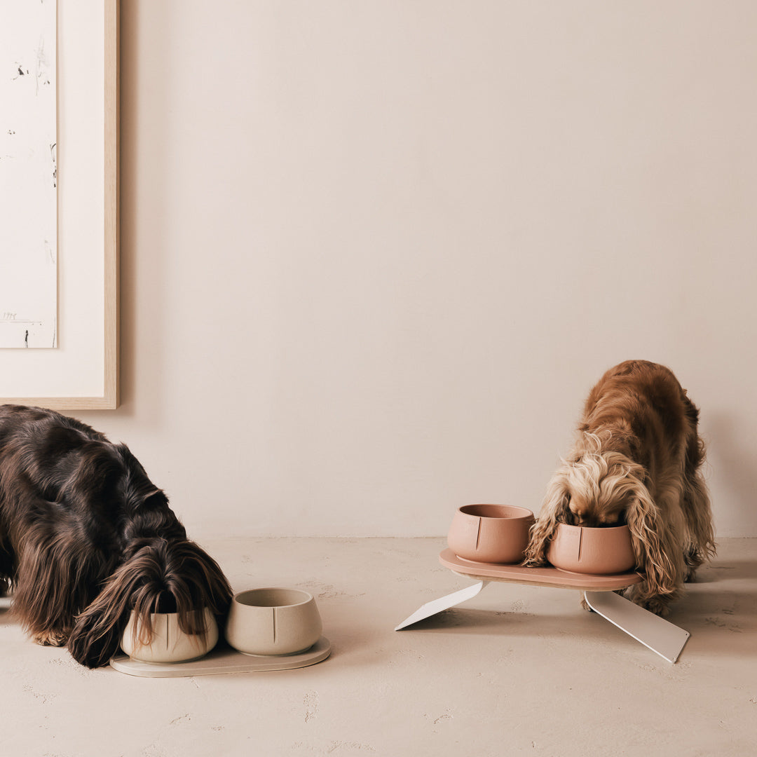 Two dogs feeding side by side, one at a floor-level sandstone set and one at a raised terracotta feeder