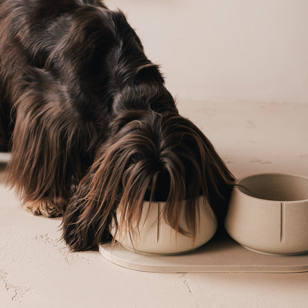 Langharige hond eet uit een PINO Lange Oren Voerbak op een Plateau