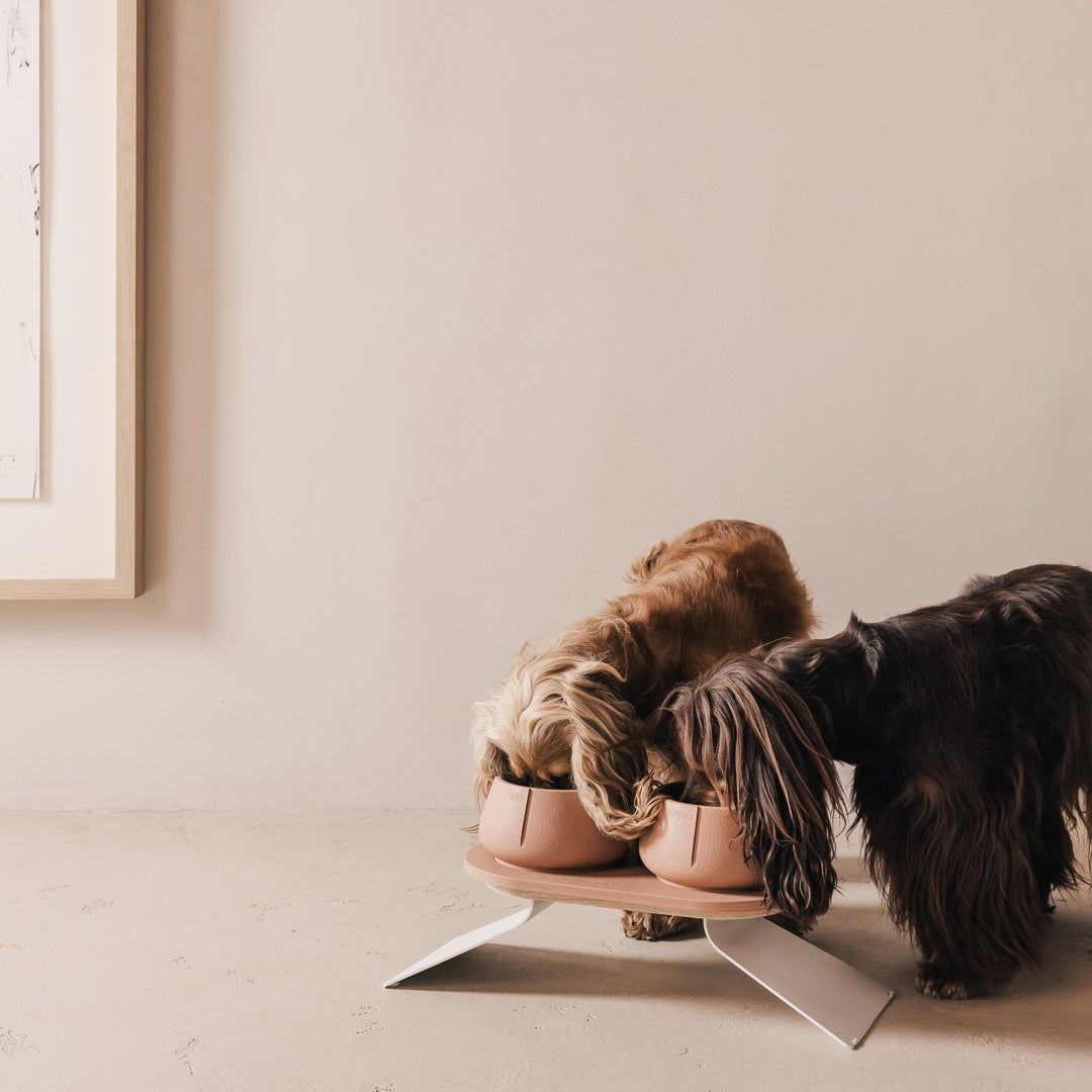 Twee spaniels eten uit PINO Lange Oren Voerbakken op een Plateau met Verhoging voor Plateau