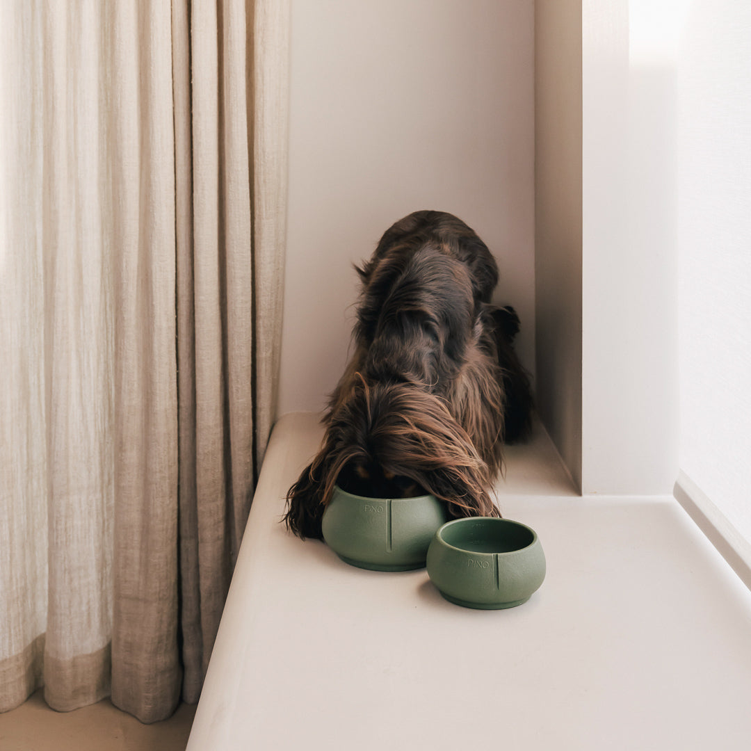 Langharige hond eet uit een PINO Lange Oren Voerbak op een bank bij het raam