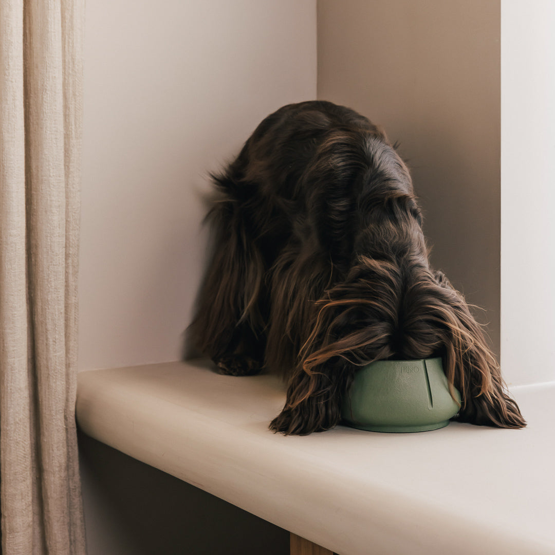 Long Ears Bowl