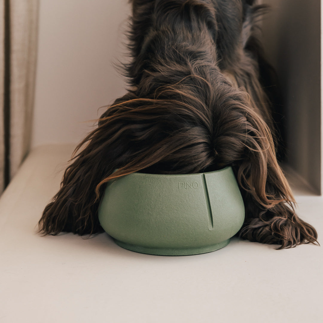 Close-up van een langharige hond die eet uit een PINO Lange Oren Voerbak, oren buiten de voerbak