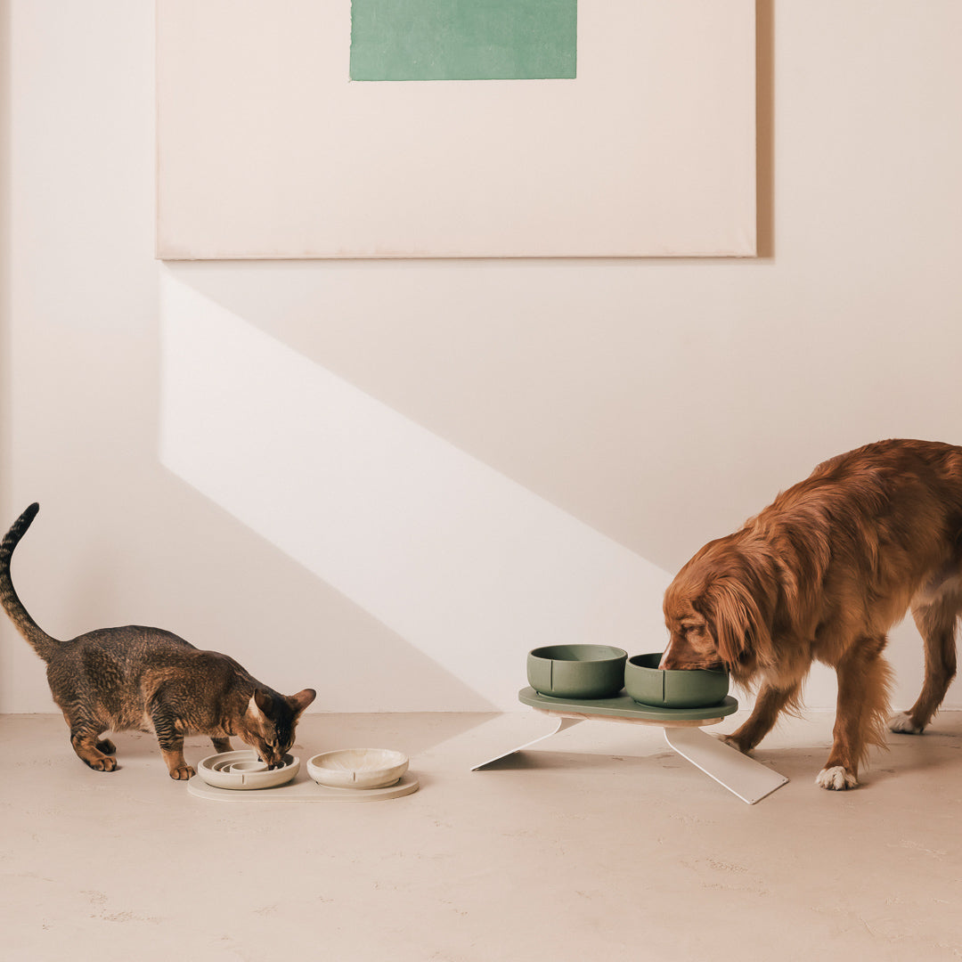 Een kat en een hond eten uit PINO-voerbakken op een verhoogd plateau